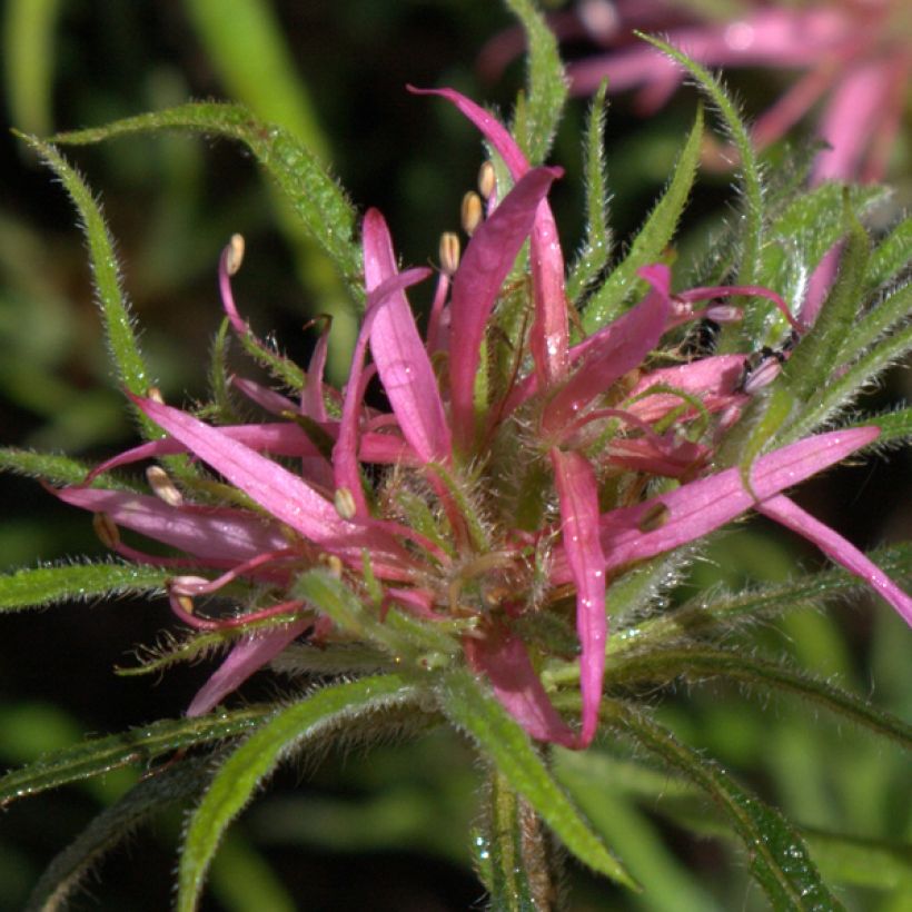 Rhododendron macrosepalum Linearifolium (Blüte)