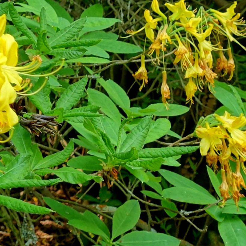 Gelbe Azalee - Azalea luteum (Laub)