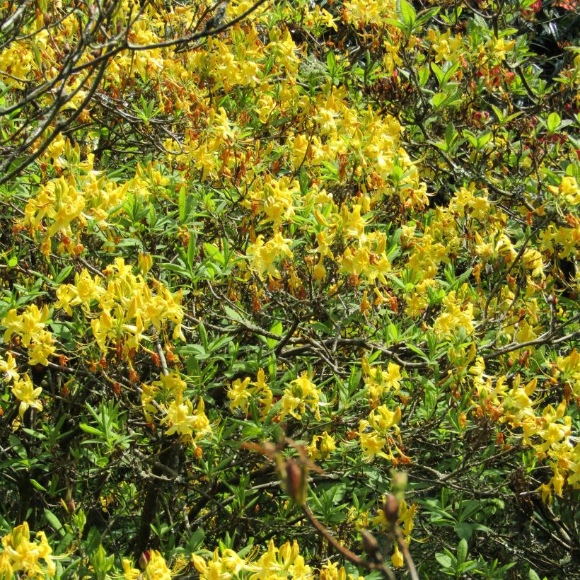 Gelbe Azalee - Azalea luteum (Blüte)