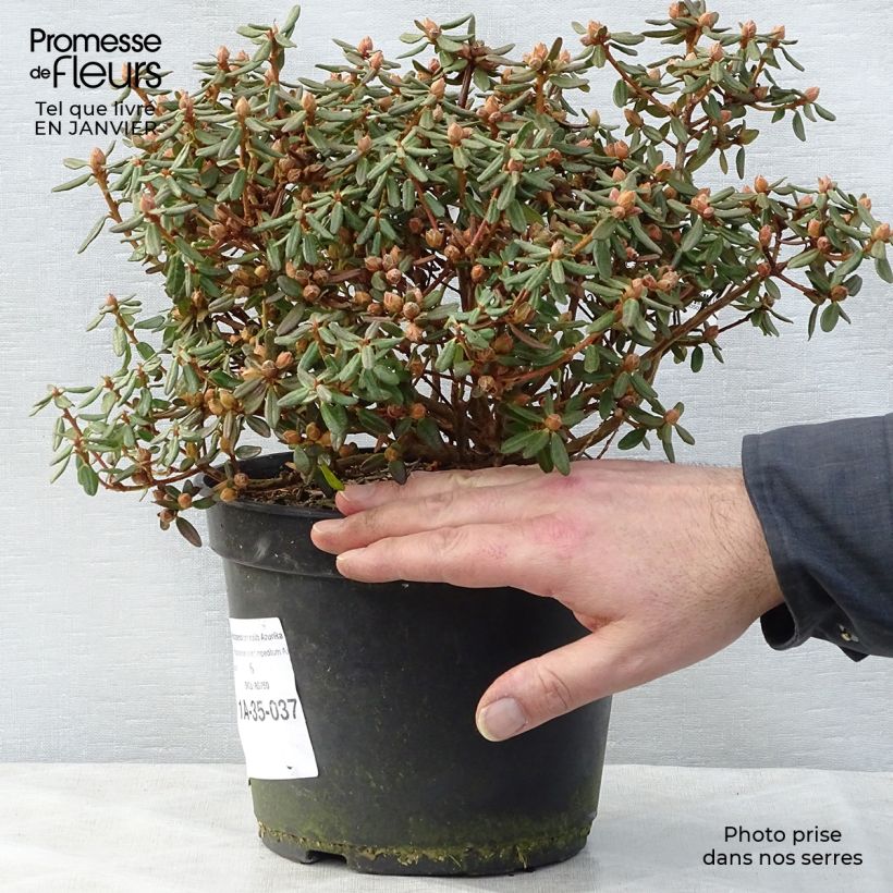 Exemplar von Rhododendron nain Azurika Pot de 3L/4L wie im Winter geliefert