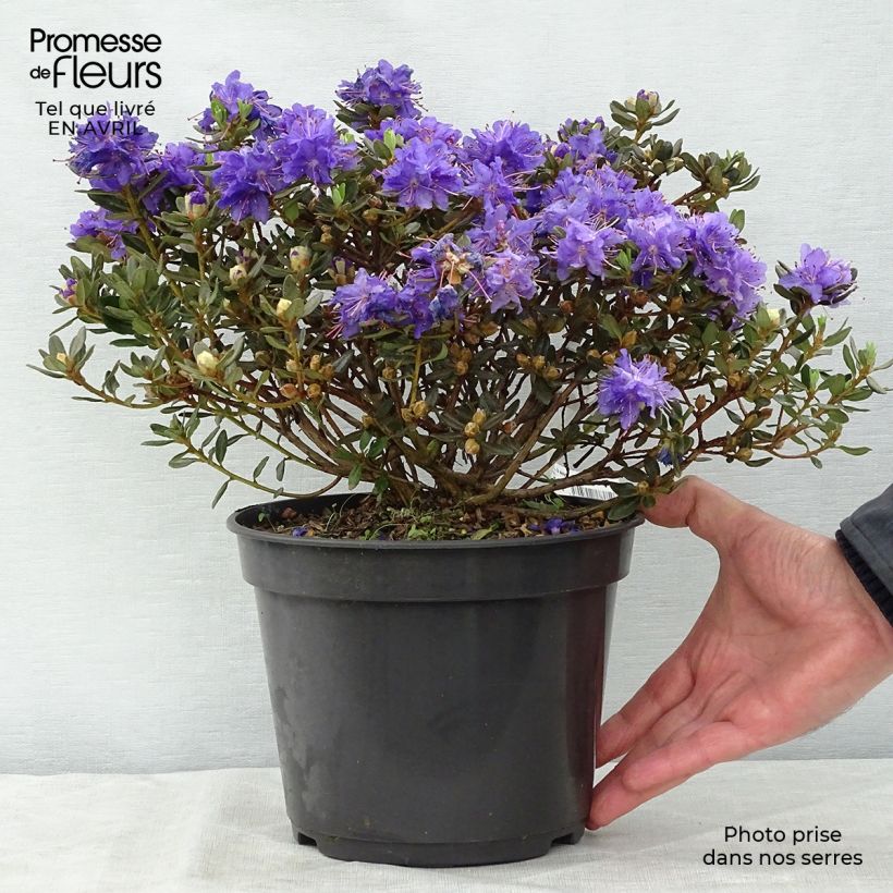 Exemplar von Rhododendron Azurika Topf mit 3L/4LGelieferte Höhe ca. 15/20cm wie im Frühjahr geliefert