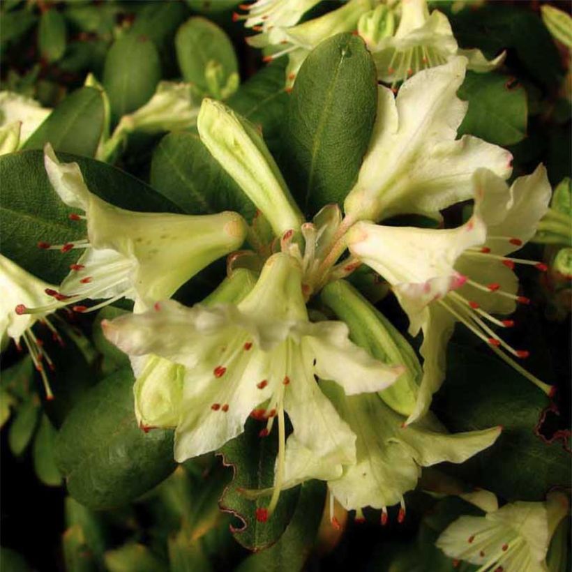 Rhododendron Shamrock (Blüte)