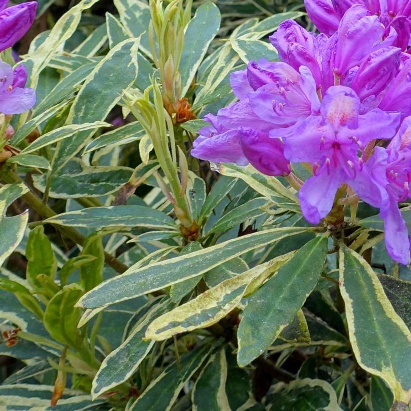 Rhododendron ponticum Variegatum (Laub)