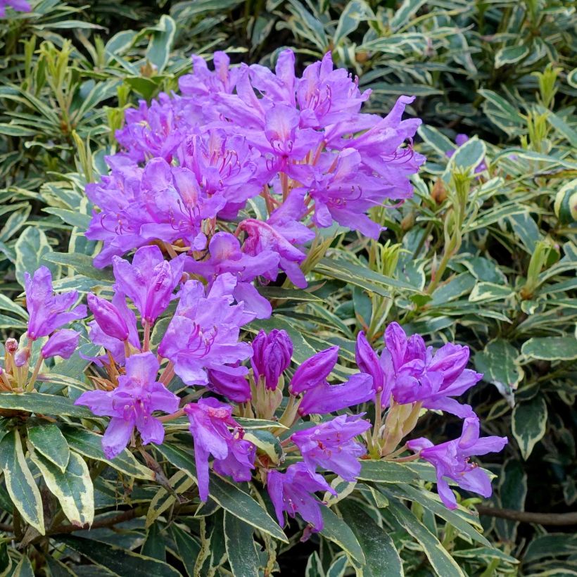 Rhododendron ponticum Variegatum (Blüte)