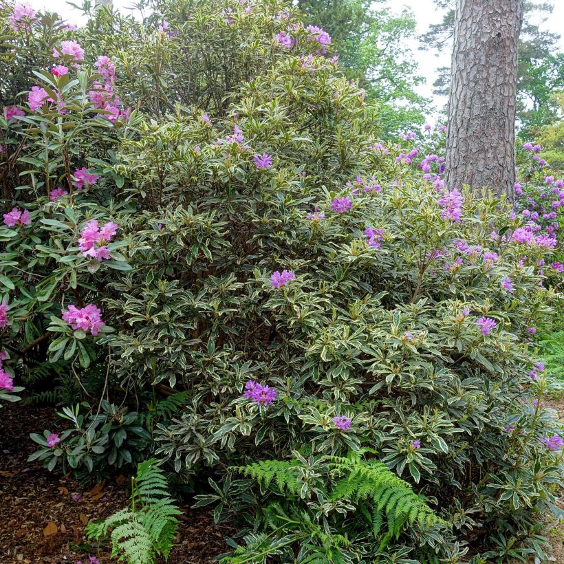 Rhododendron ponticum Variegatum (Hafen)