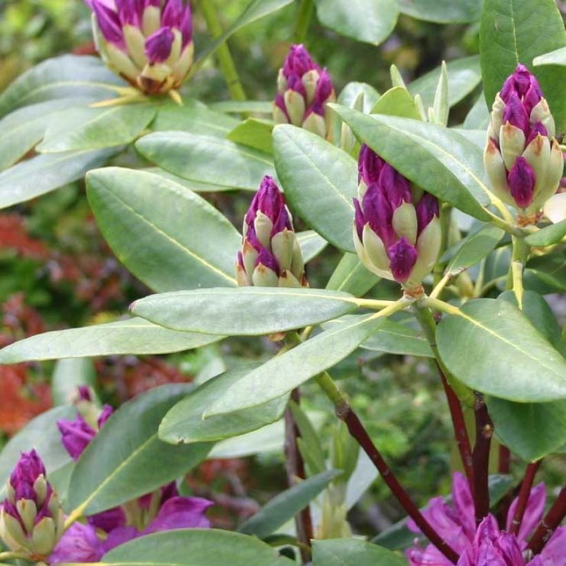 Rhododendron ponticum (Laub)