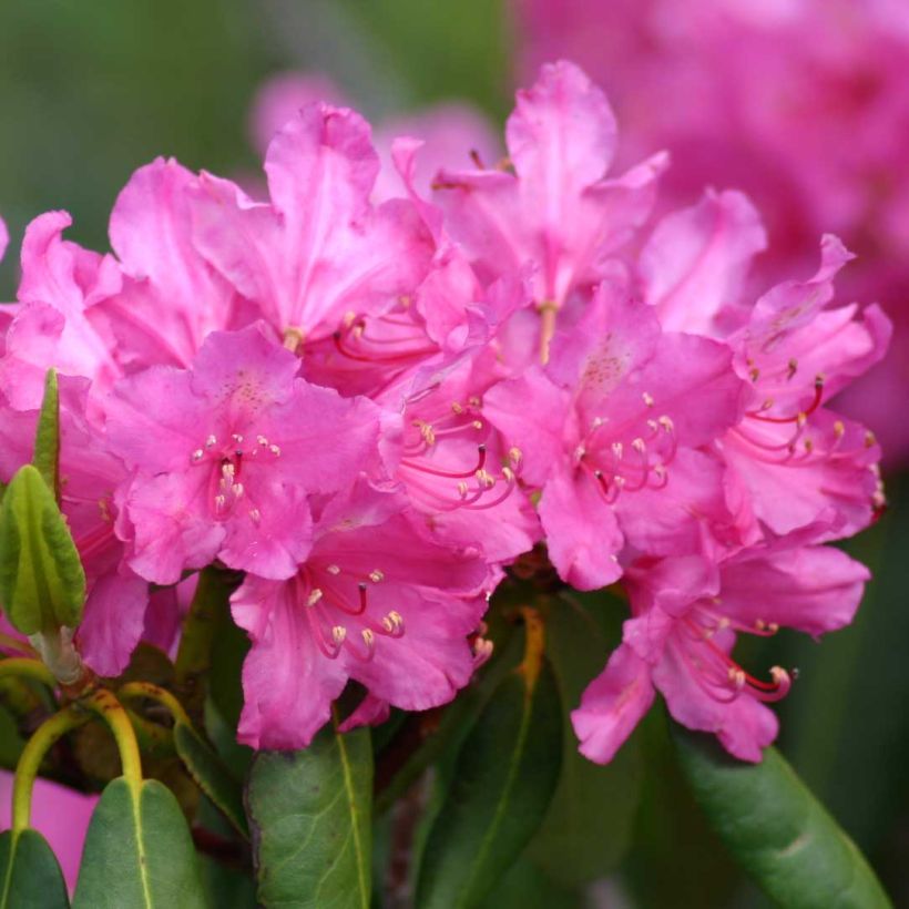 Rhododendron ponticum (Blüte)