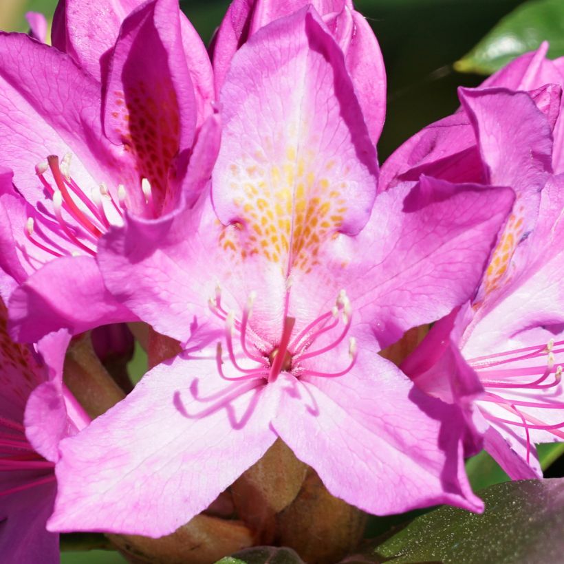 Rhododendron ponticum Roseum (Blüte)