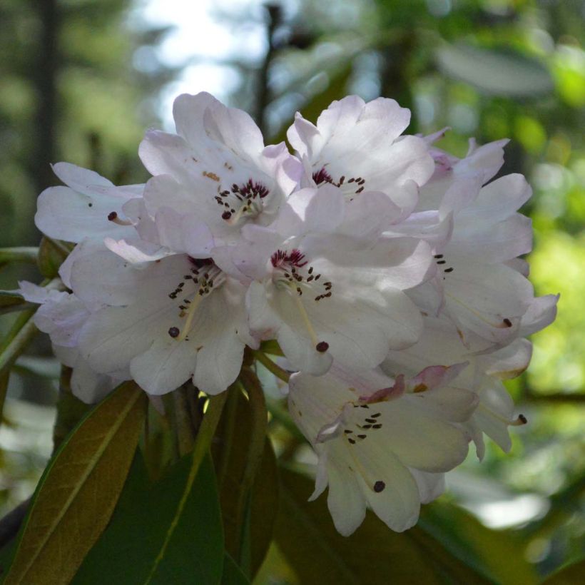 Rhododendron rex (Blüte)