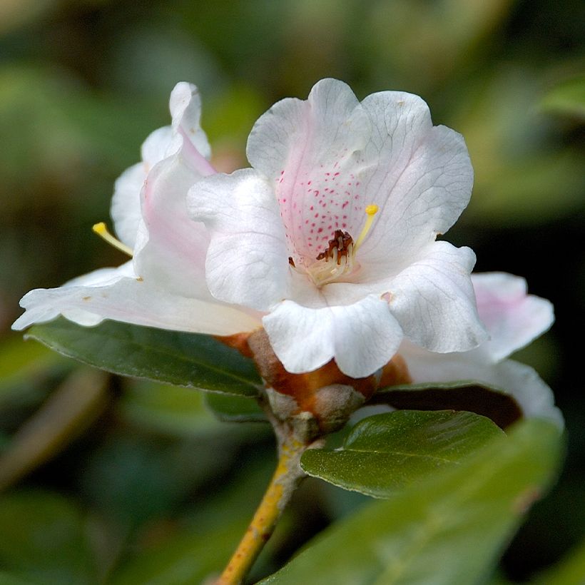 Rhododendron tsariense (Blüte)