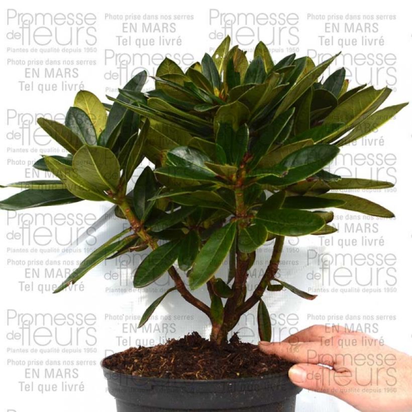 Beispiel eines Exemplars von Rhododendron Unique Marmalade - Grand Rhododendron Pot de 4L/5L wie geliefert