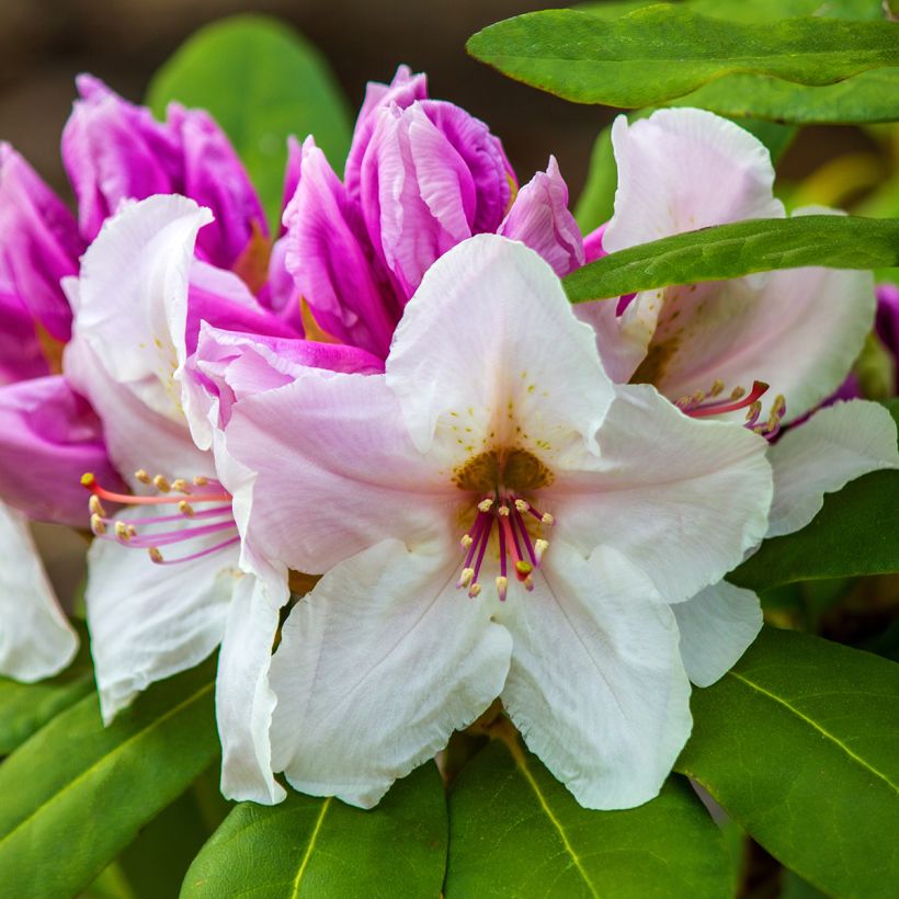 Rhododendron williamsianum Gartendirektor Rieger (Ernte)