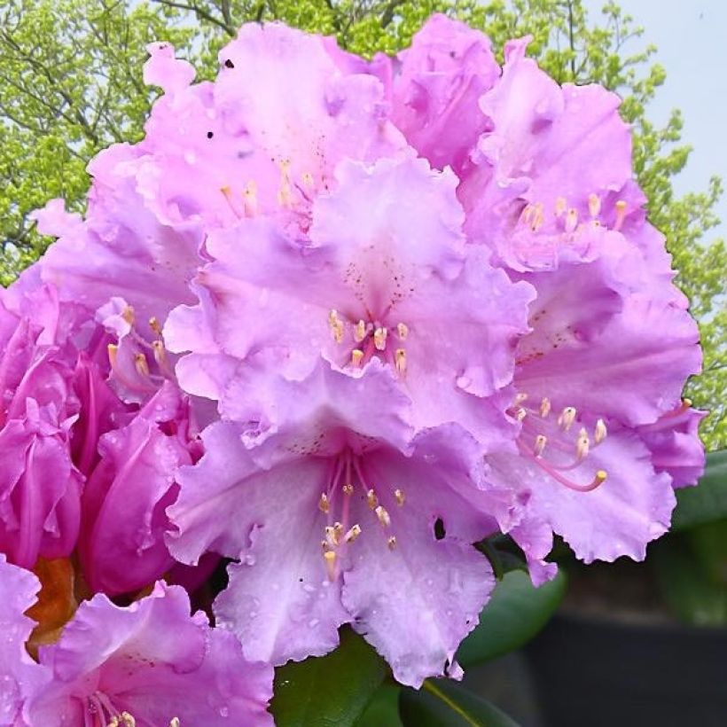 Rhododendron yakushimanum Caroline Allbrook (Blüte)