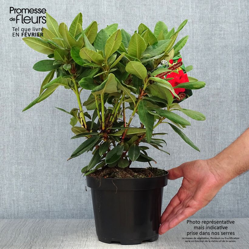 Exemplar von Rhododendron yakushimanum Dopey Pot de 2L/3L wie im Herbst geliefert