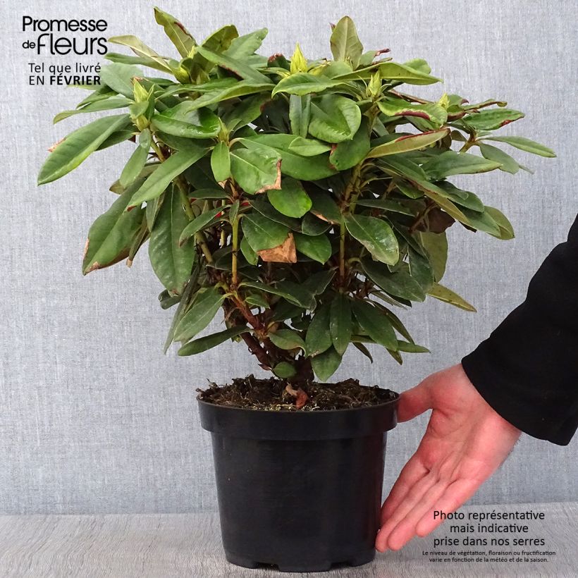 Exemplar von Rhododendron yakushimanum Dopey Pot de 2L/3L wie im Winter geliefert