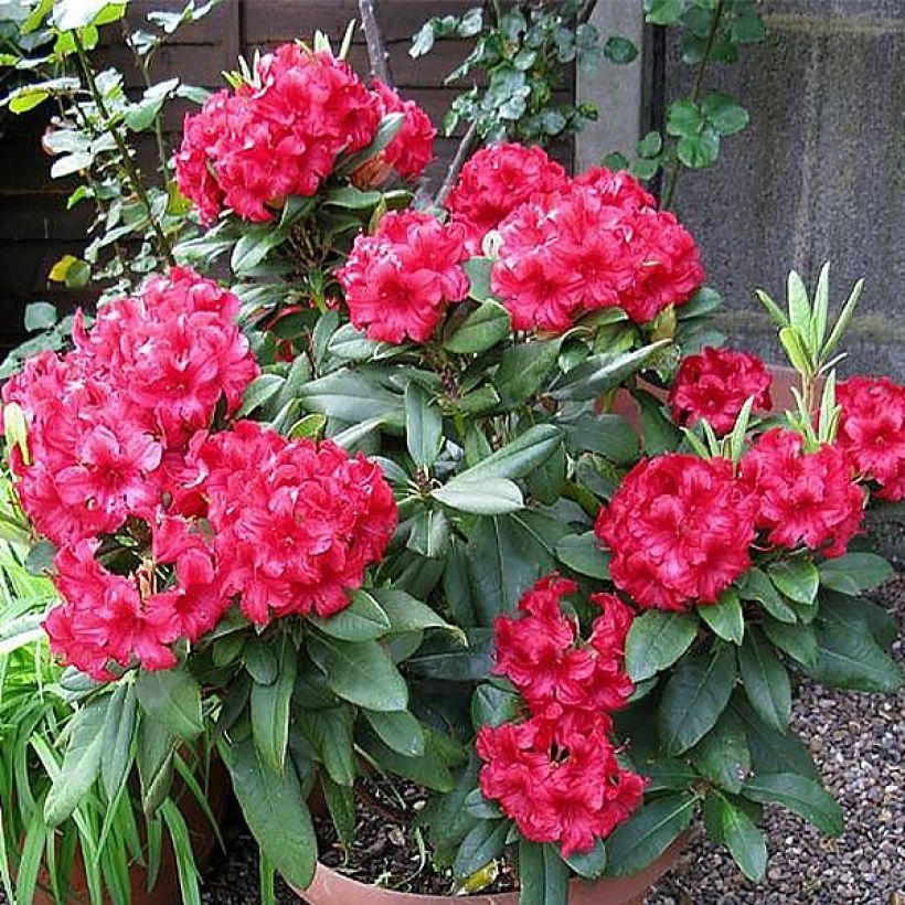 Rhododendron yakushimanum Dopey (Hafen)