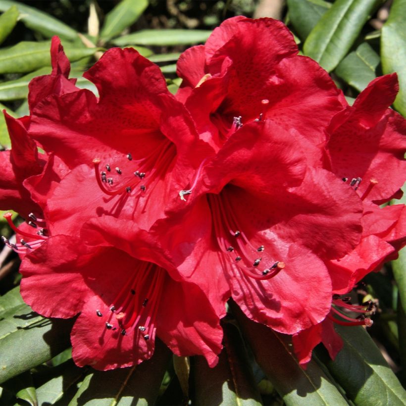 Rhododendron yakushimanum Dopey (Blüte)