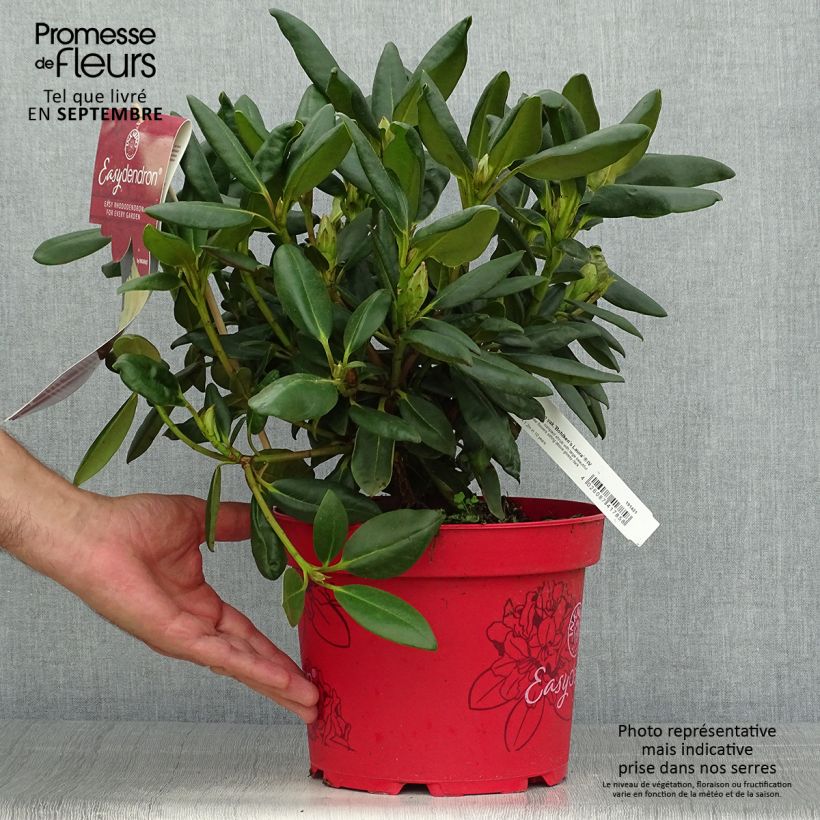 Exemplar von Rhododendron yakushimanum Easydendron Bohlken's Laura - Pot de 4L/5L wie im Herbst geliefert