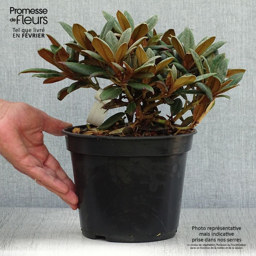 Exemplar von Rhododendron yakushimanum Grumpy - Rhododendron nain Pot de 3L/4L wie im Herbst geliefert