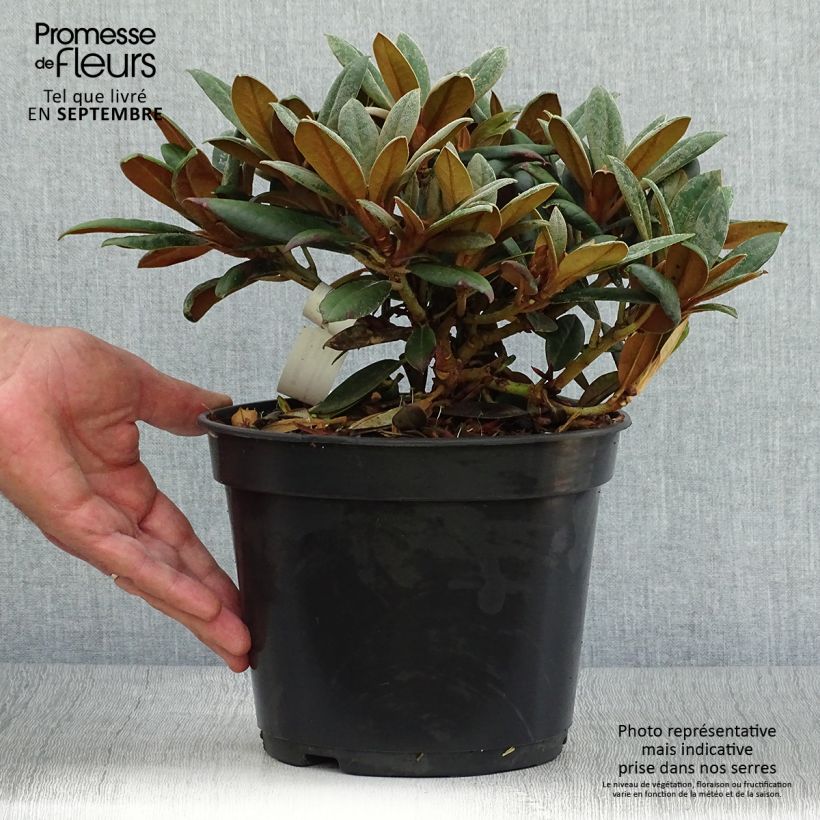 Exemplar von Rhododendron yakushimanum Grumpy wie im Herbst geliefert