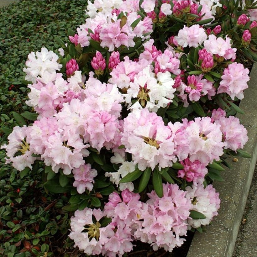 Rhododendron yakushimanum Silberwolke (Blüte)