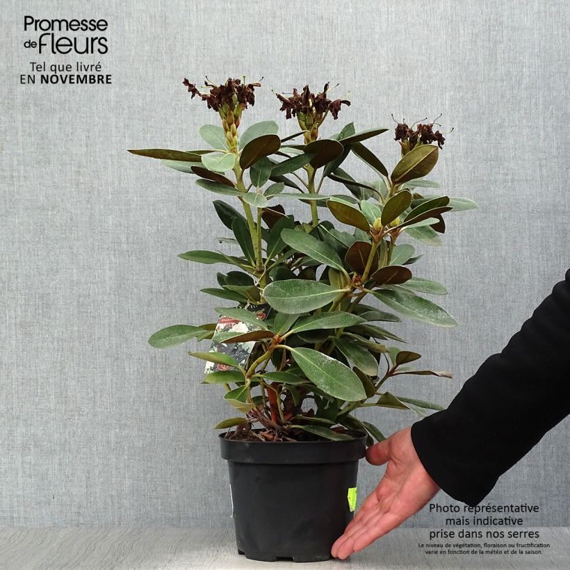 Exemplar von Rhododendron yakushimanum Silberwolke - Rhododendron nain Pot de 3L/4L wie im Herbst geliefert