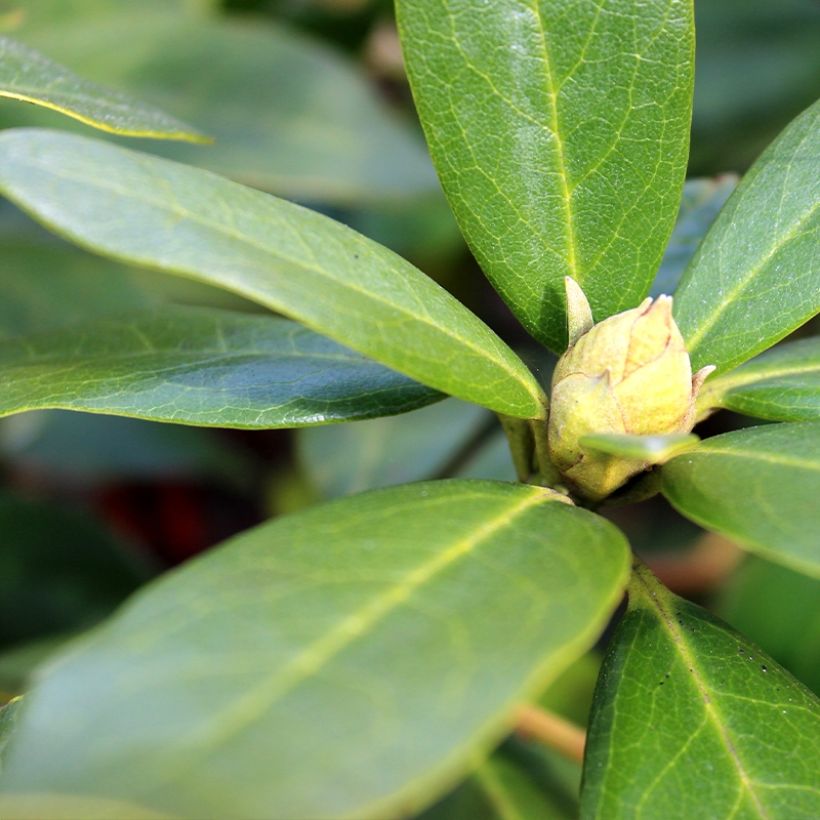 Rhododendron yakushimanum Sneezy (Laub)