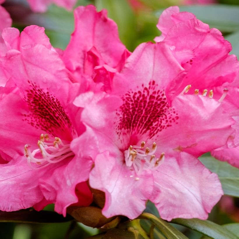 Rhododendron yakushimanum Sneezy (Blüte)