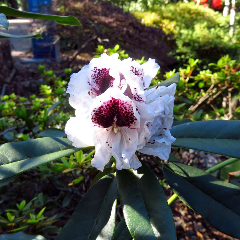 Rhododendron Sappho (Blüte)