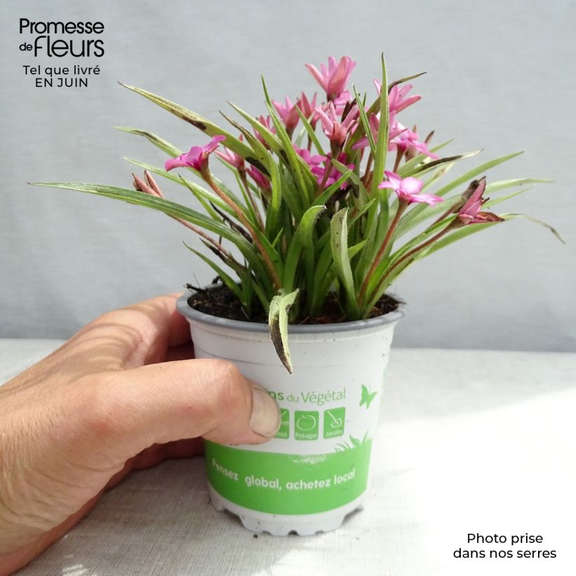 Exemplar von Rhodohypoxis Fairytale - Rhodoxis - pot de 1.5L/2L wie im Sommer geliefert