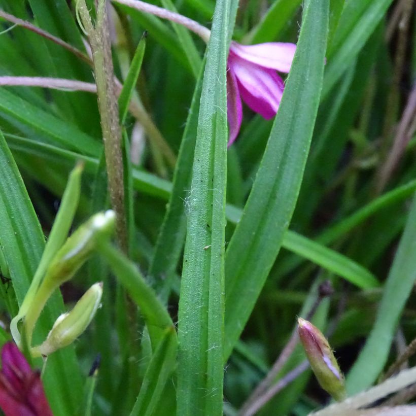 Rhodohypoxis Fairytale - Grasstern (Laub)