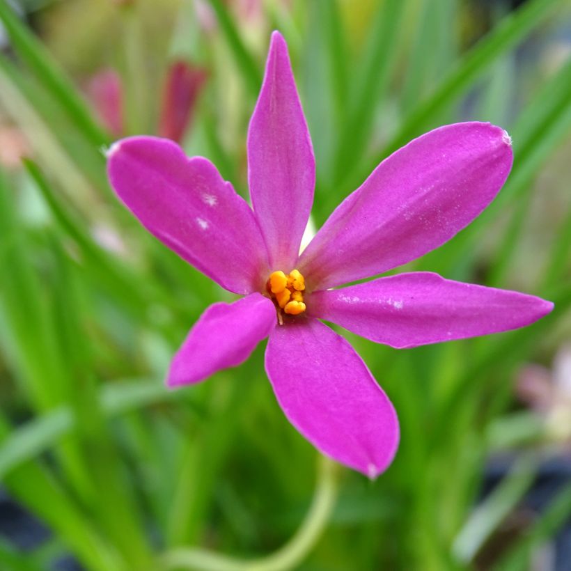 Rhodohypoxis Fairytale - Grasstern (Blüte)