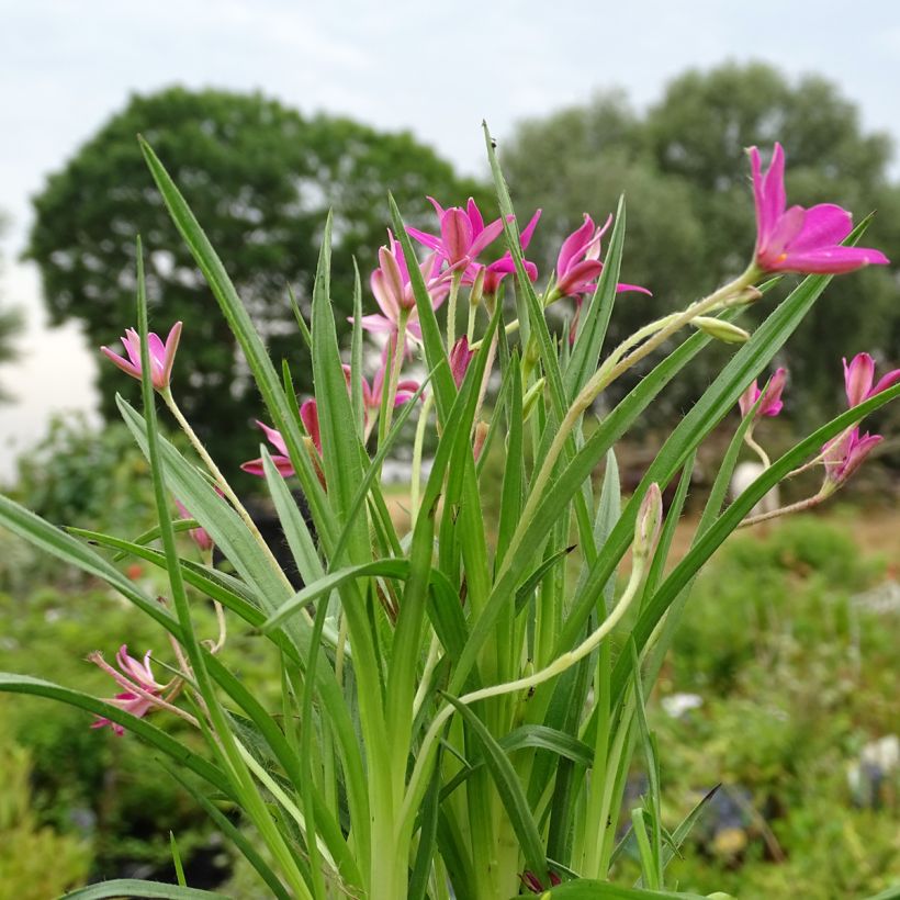 Rhodohypoxis Fairytale - Grasstern (Hafen)