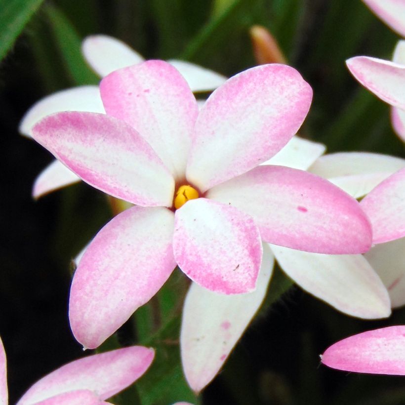 Rhodohypoxis Fairy Kisses - Grasstern (Blüte)