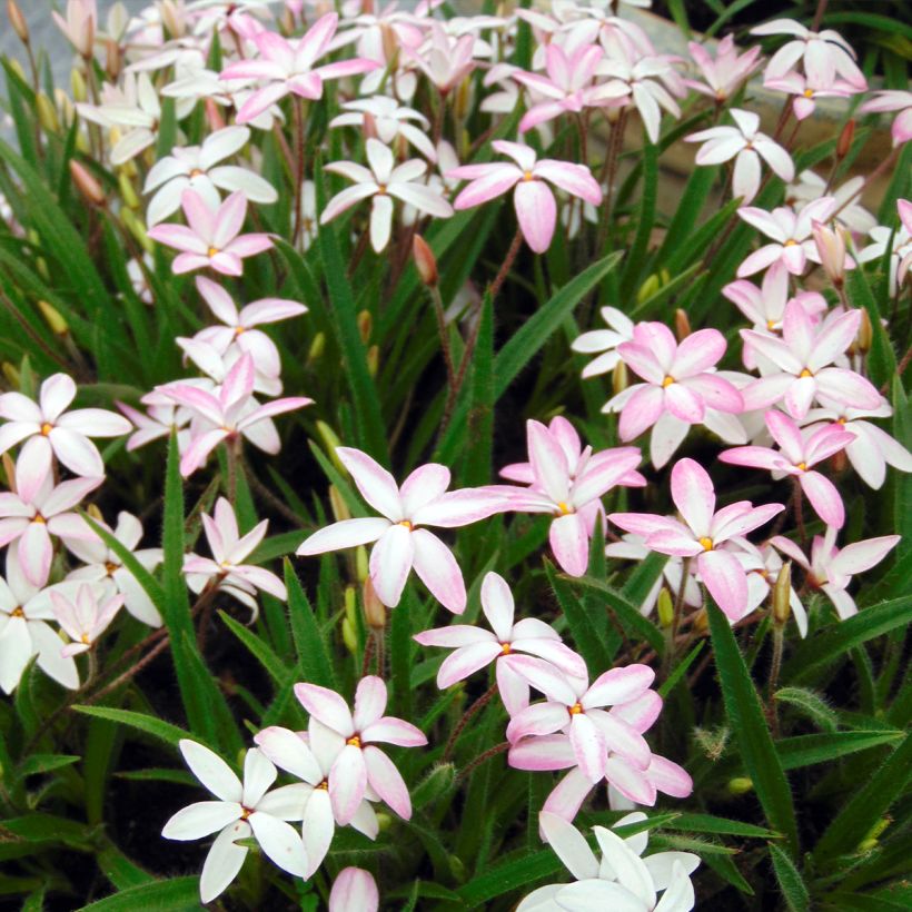 Rhodohypoxis Fairy Kisses - Grasstern (Hafen)