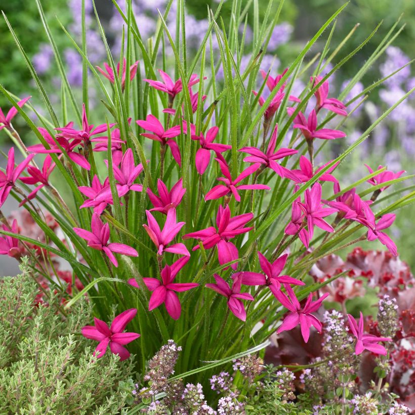 Rhodohypoxis Beverly - Grasstern (Blüte)