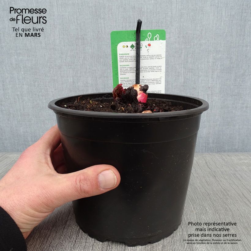 Exemplar von Rhubarbe Frambozen Rood Pot de 2L/3L wie im Winter geliefert