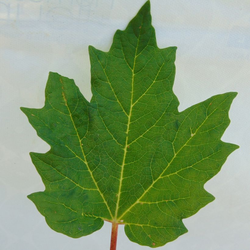 Rheum palmatum var. tanguticum - Handlappiger Rhabarber (Laub)