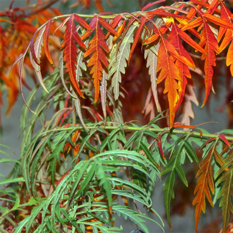 Rhus glabra Laciniata - Scharlach-Sumach (Laub)