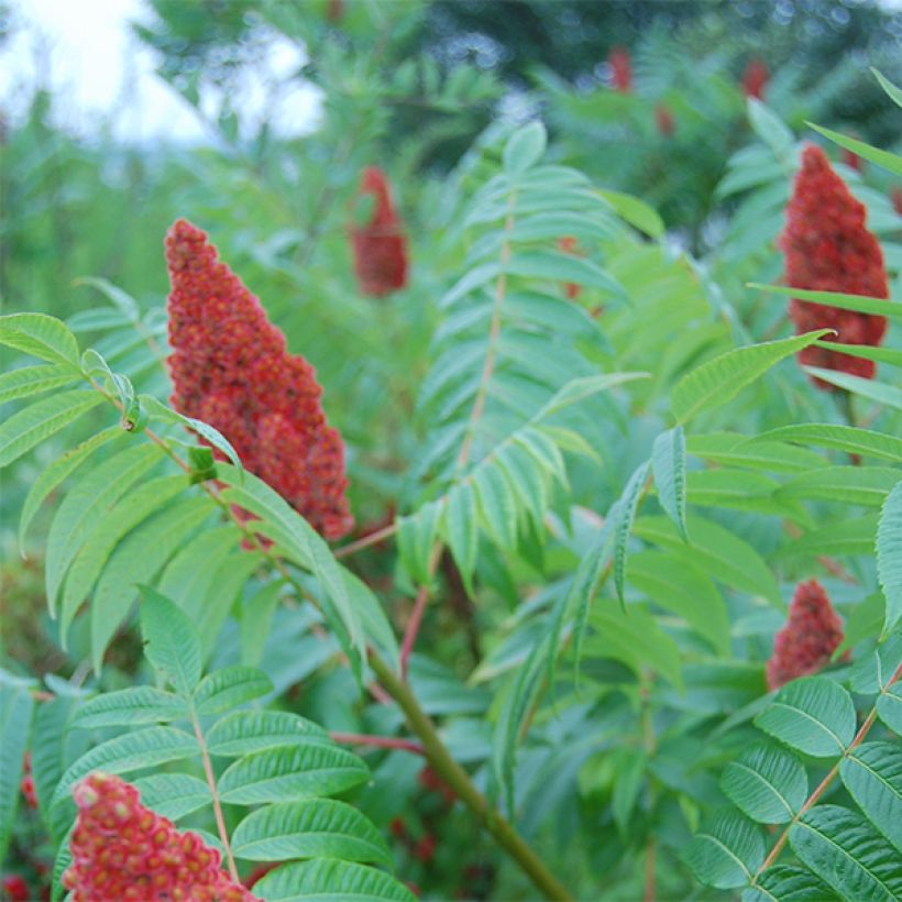 Rhus glabra Laciniata - Scharlach-Sumach (Blüte)