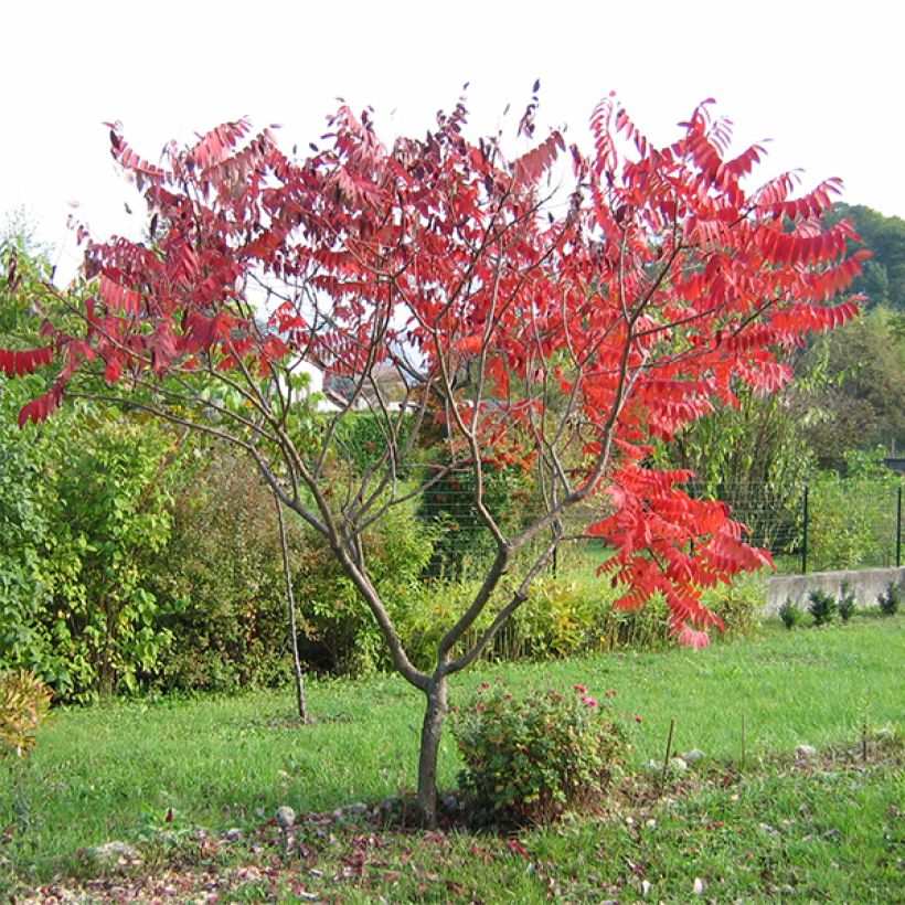 Rhus glabra Laciniata - Scharlach-Sumach (Hafen)