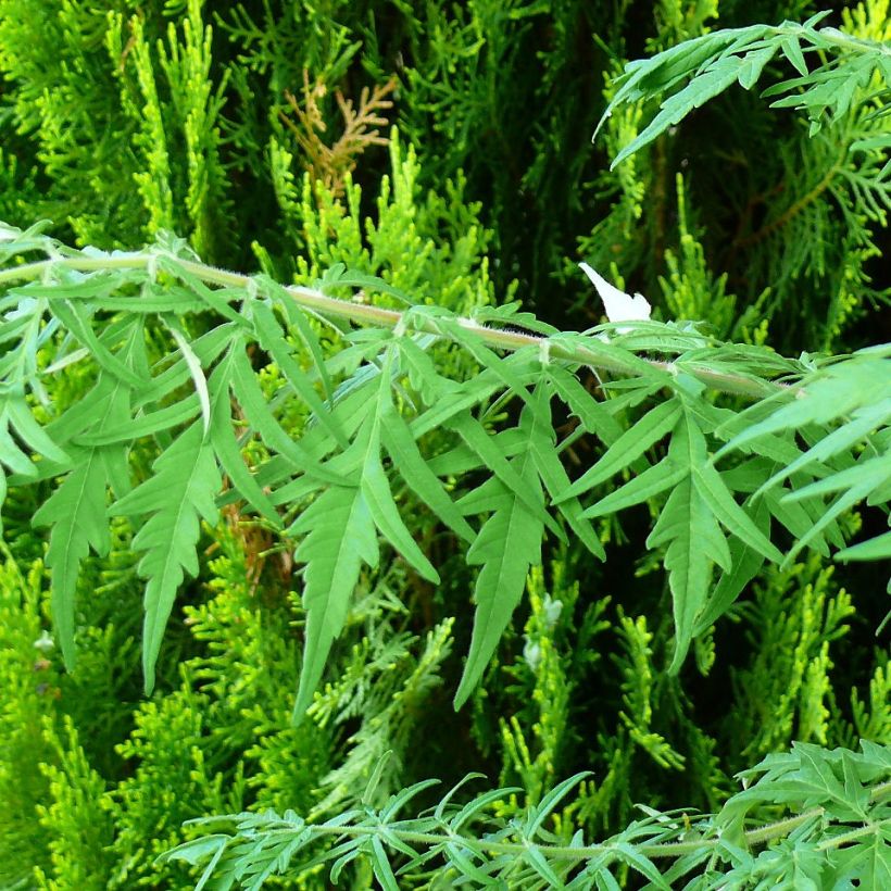 Rhus typhina Dissecta - Essigbaum (Laub)