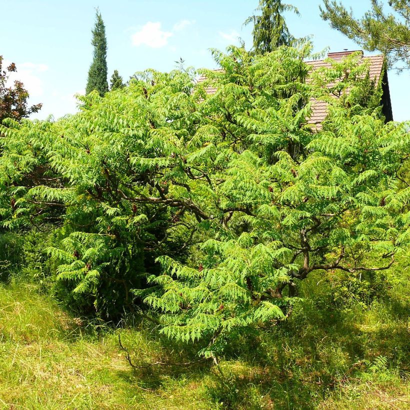 Rhus typhina Dissecta - Essigbaum (Hafen)