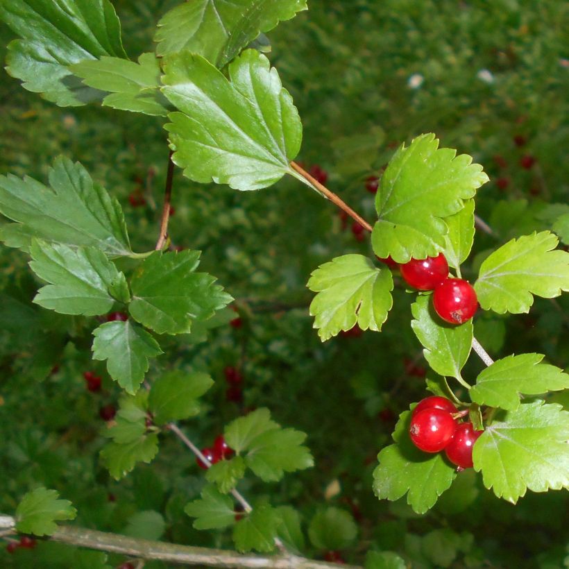 Alpen-Johannisbeere - Ribes alpinum (Laub)