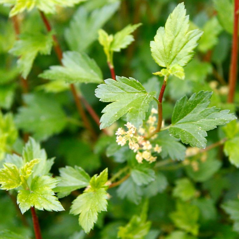 Alpen-Johannisbeere Schmidt - Ribes alpinum (Laub)