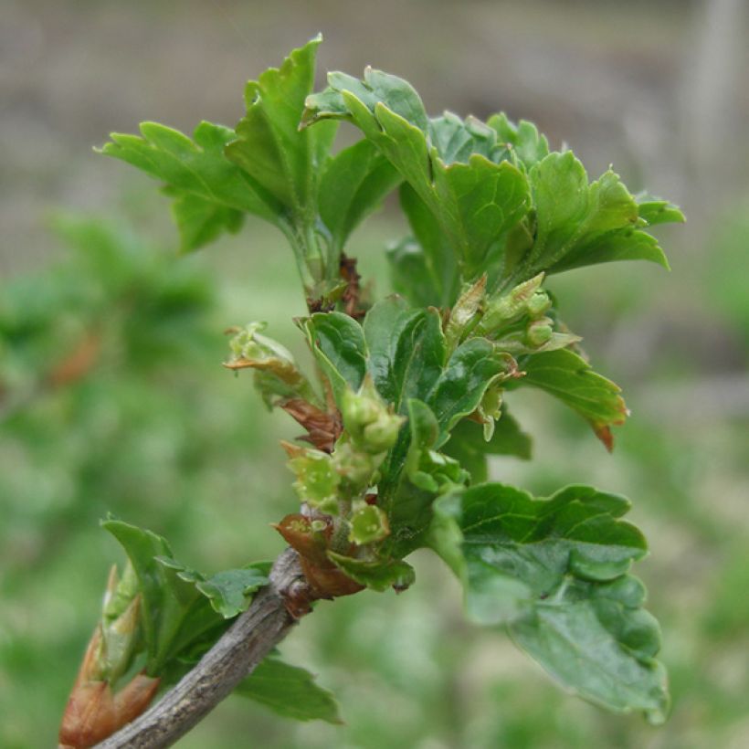 Schwarze Johannisbeere Andega (Laub)