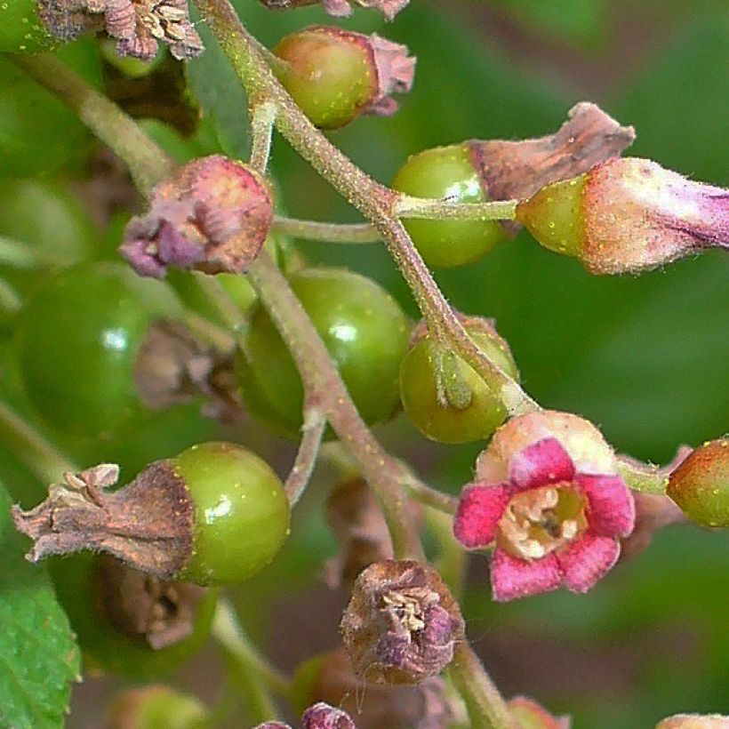 Schwarze Johannisbeere Andega (Blüte)