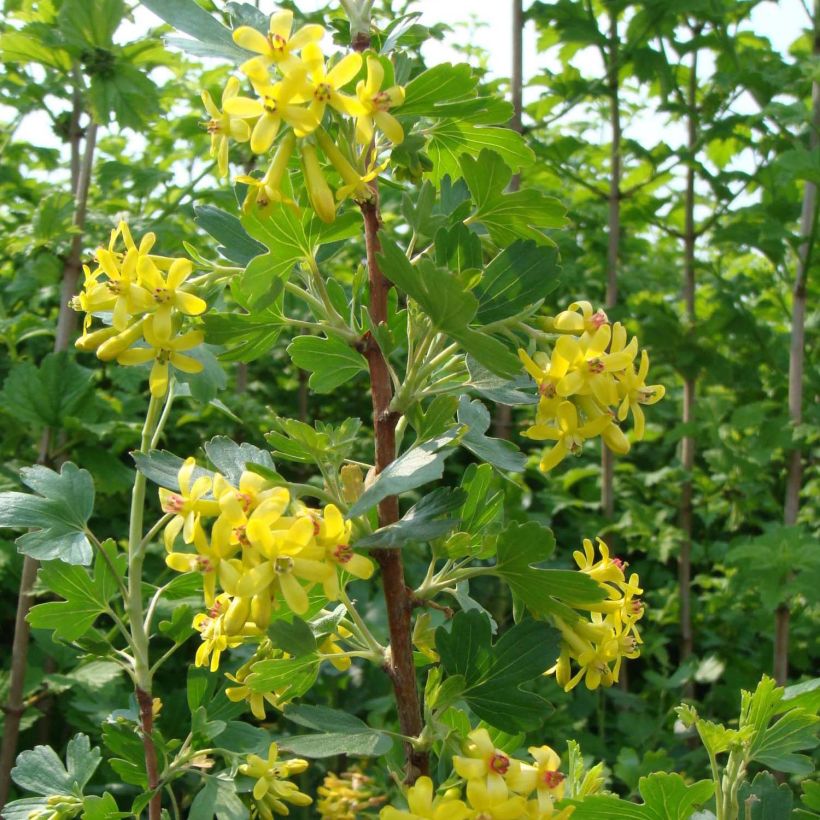 Gold-Johannisbeere - Ribes odoratum (Blüte)