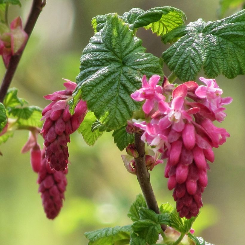 Blut-Johannisbeere - Ribes sanguineum (Blüte)