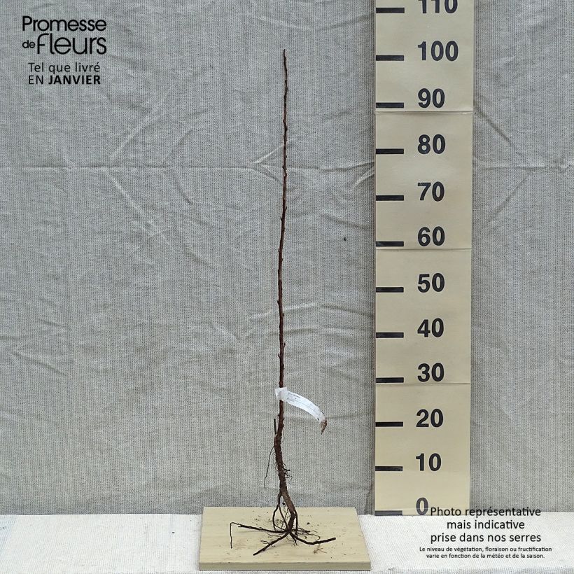 Exemplar von Blut-Johannisbeere - Ribes sanguineum WurzelnacktGelieferte Höhe ca. 30/50cm wie im Winter geliefert